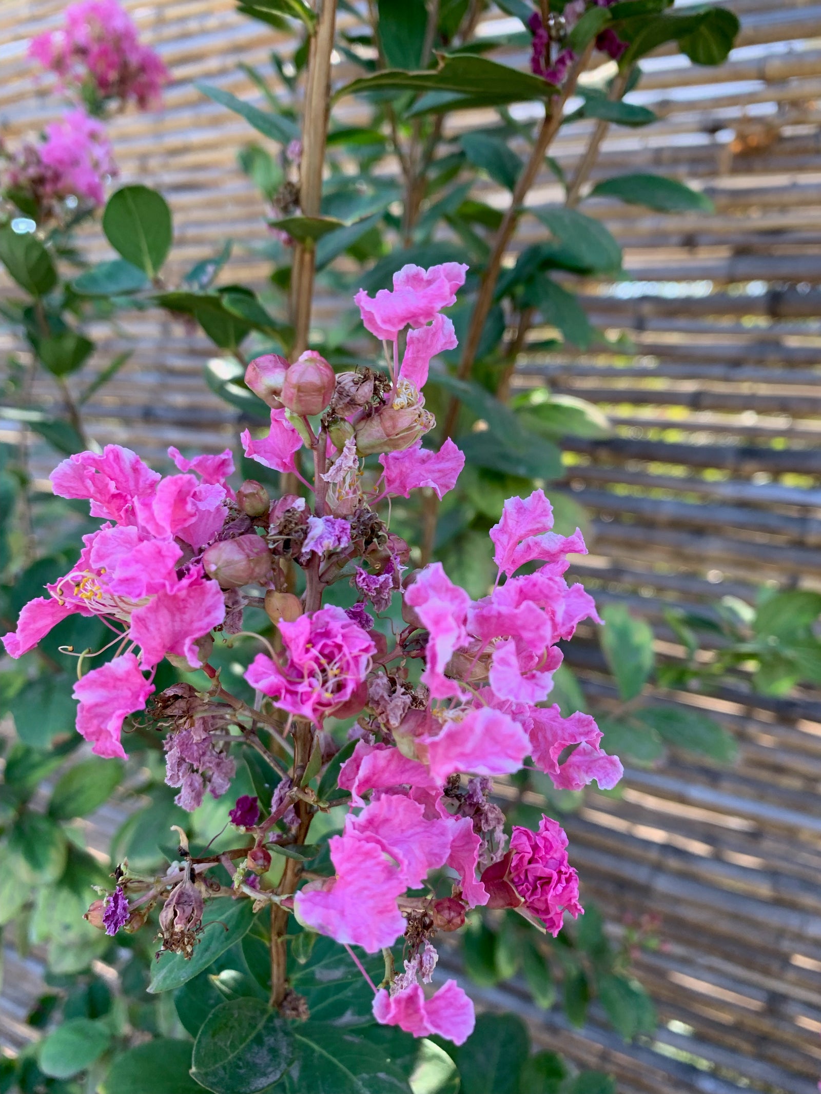 Crespón - Lagerstroemia indica (1.2-1.5 m)