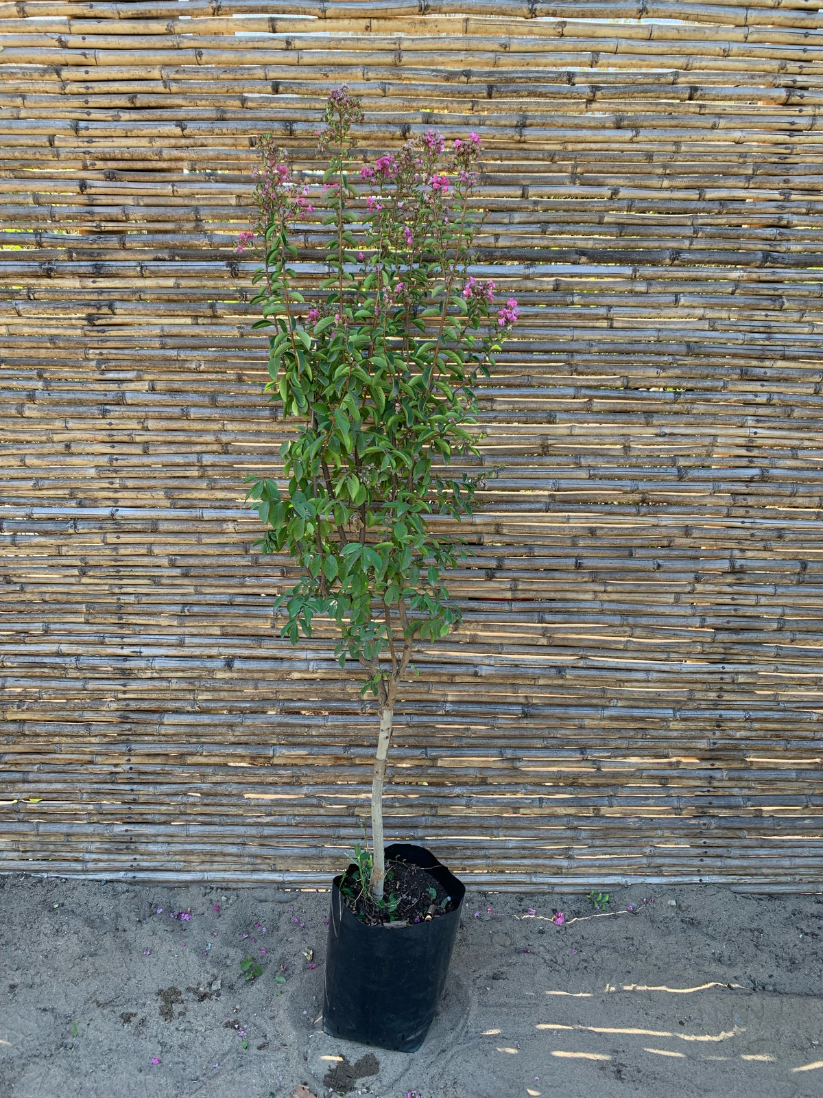 Crespón - Lagerstroemia indica (1.2-1.5 m)