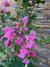 Crespón - Lagerstroemia indica (1.2-1.5 m)