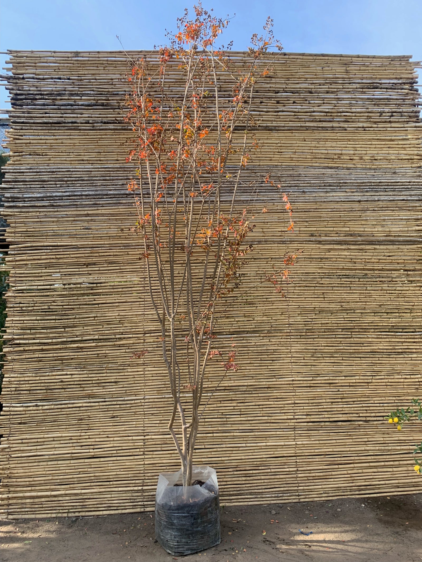 Crespón - Lagerstroemia indica (3.0 m)