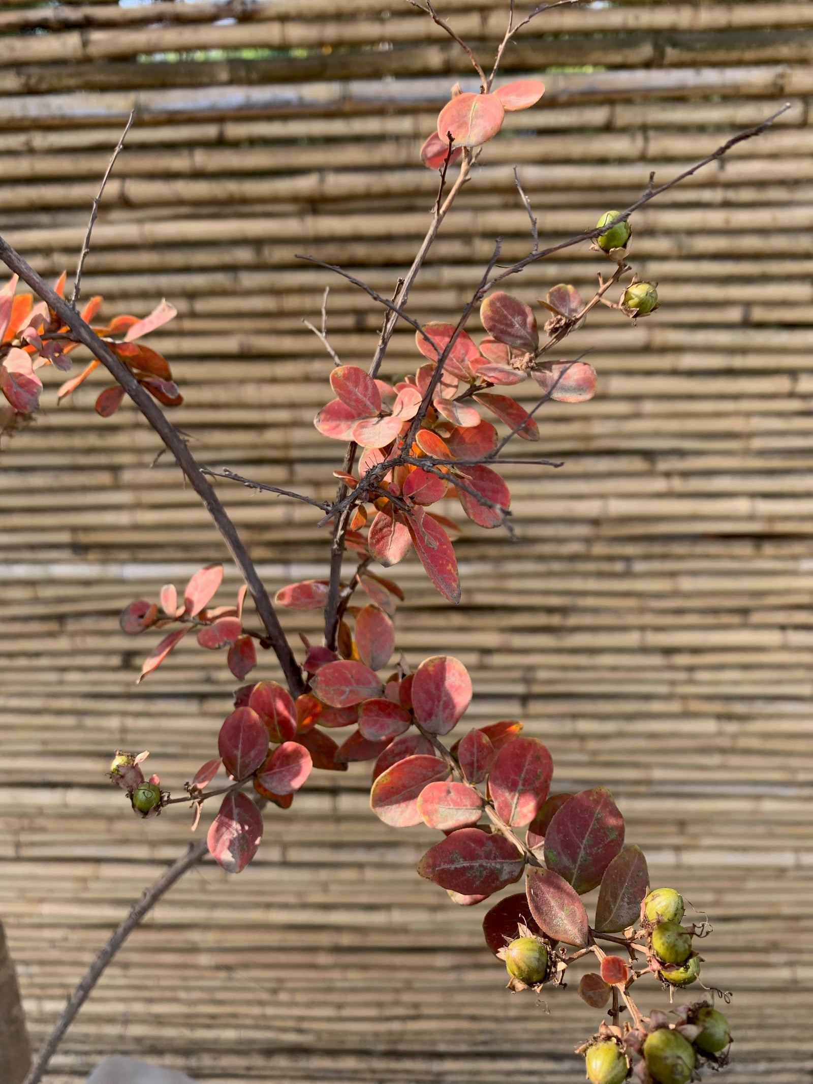 Crespón - Lagerstroemia indica (3.0 m)