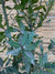 Laurel - Laurus nobilis (3)