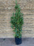 Laurel (de comer)- Laurus nobilis (4)
