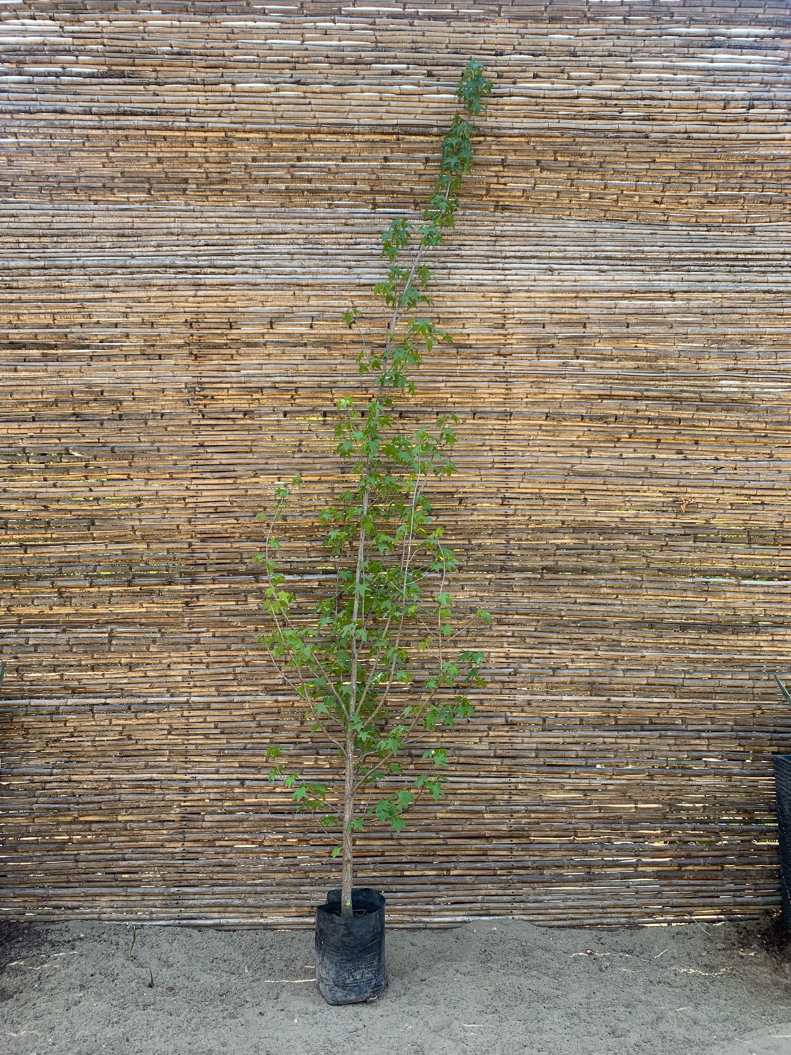 Liquidambar  (3.0-3.5m)