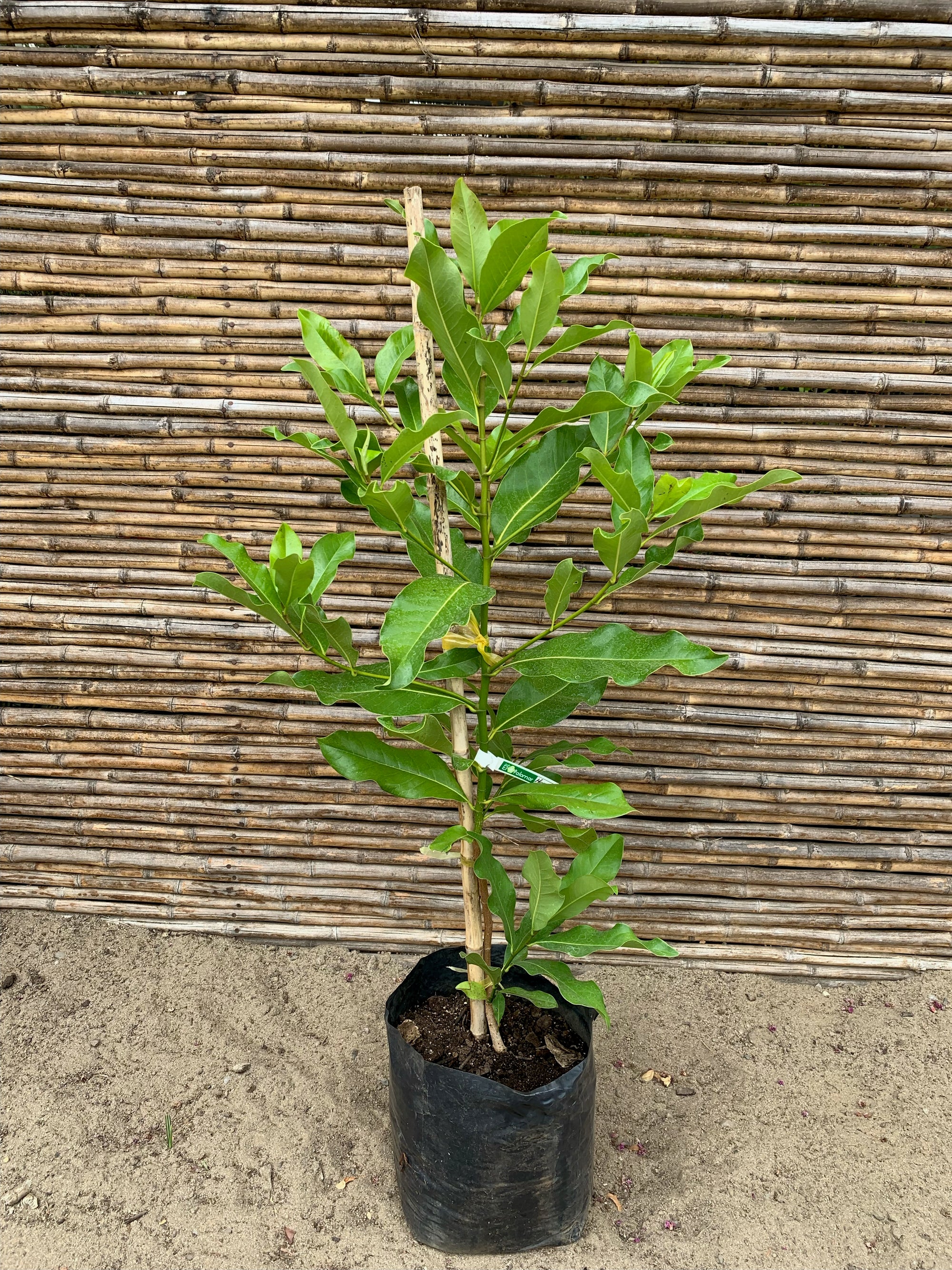 Magnolia Grandiflora (0.9-1.0m)