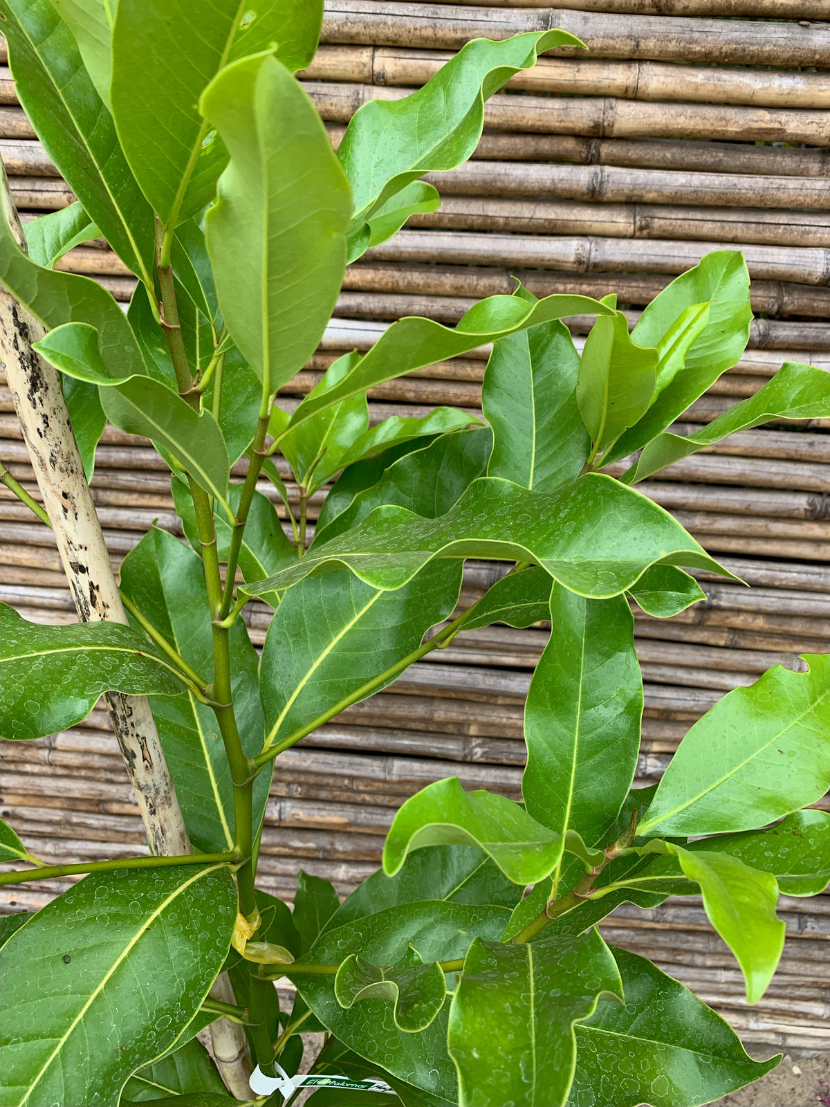 Magnolia Grandiflora (1.0-1.6m)