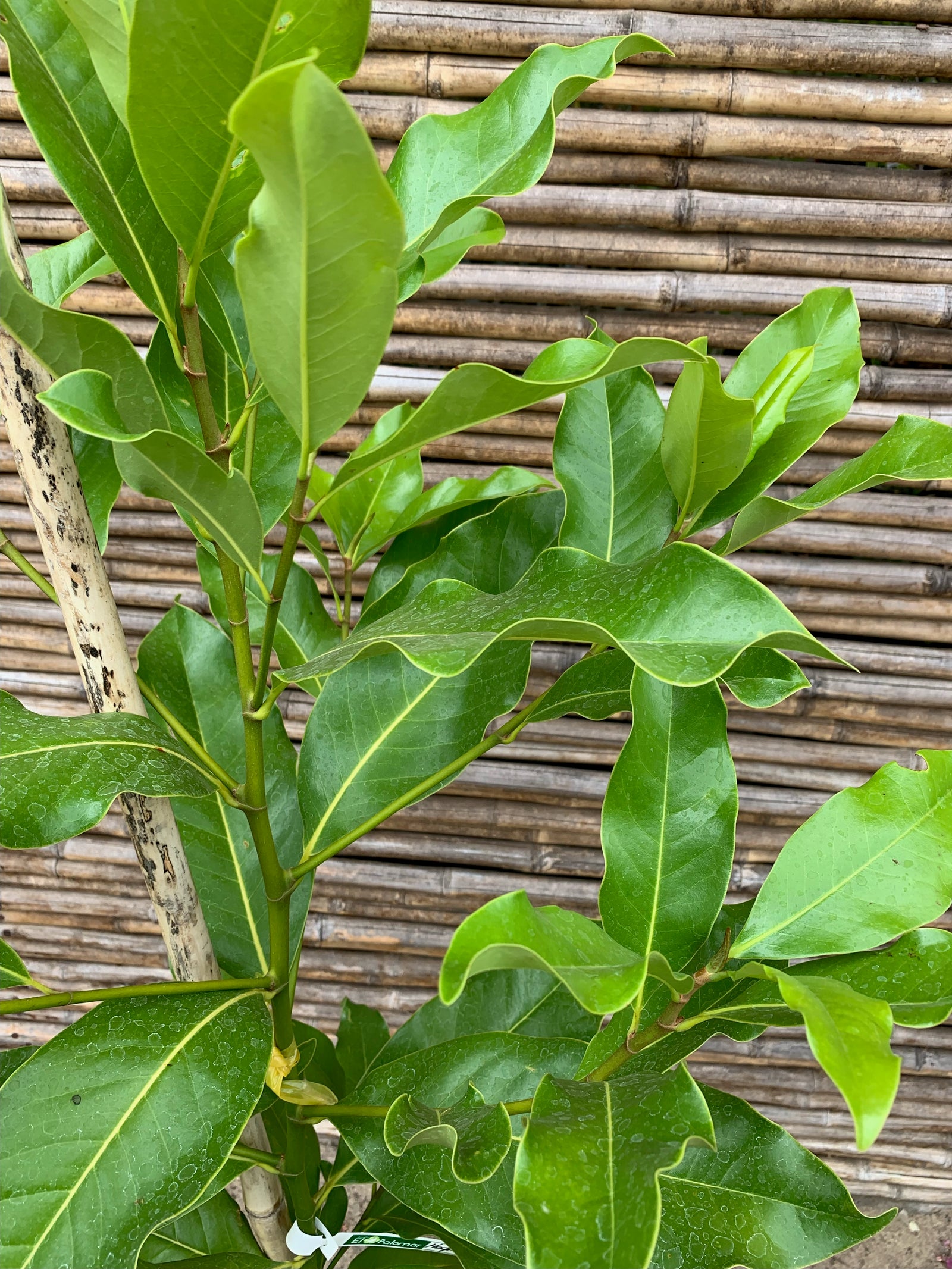 Magnolia Grandiflora (1.0-1.6m)