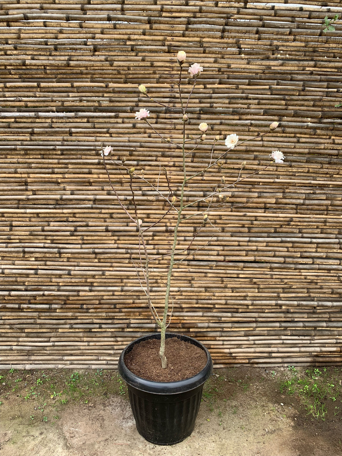 Magnolio Loebner - Magnolia x Loebneri