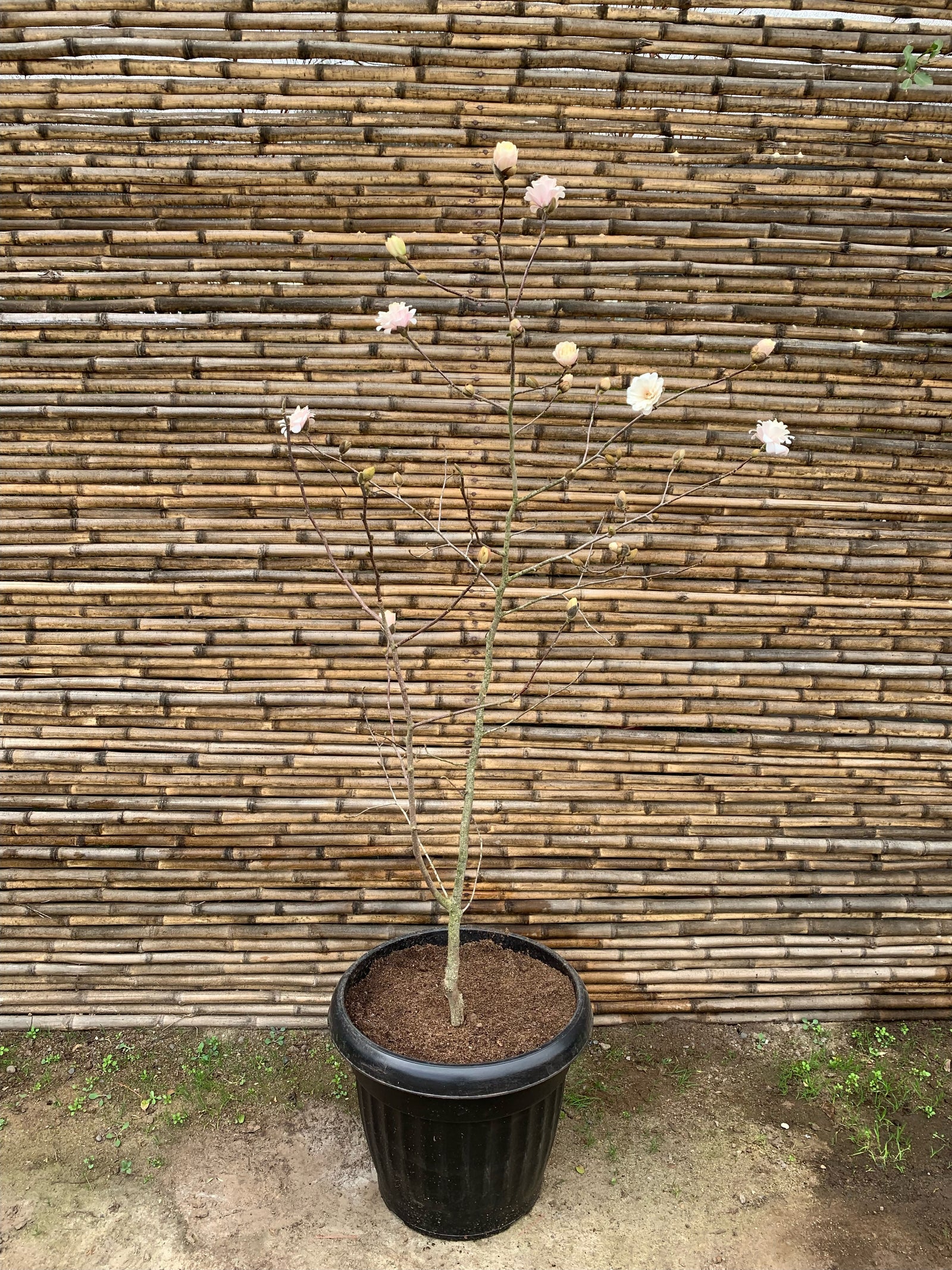 Magnolio Loebner - Magnolia x Loebneri