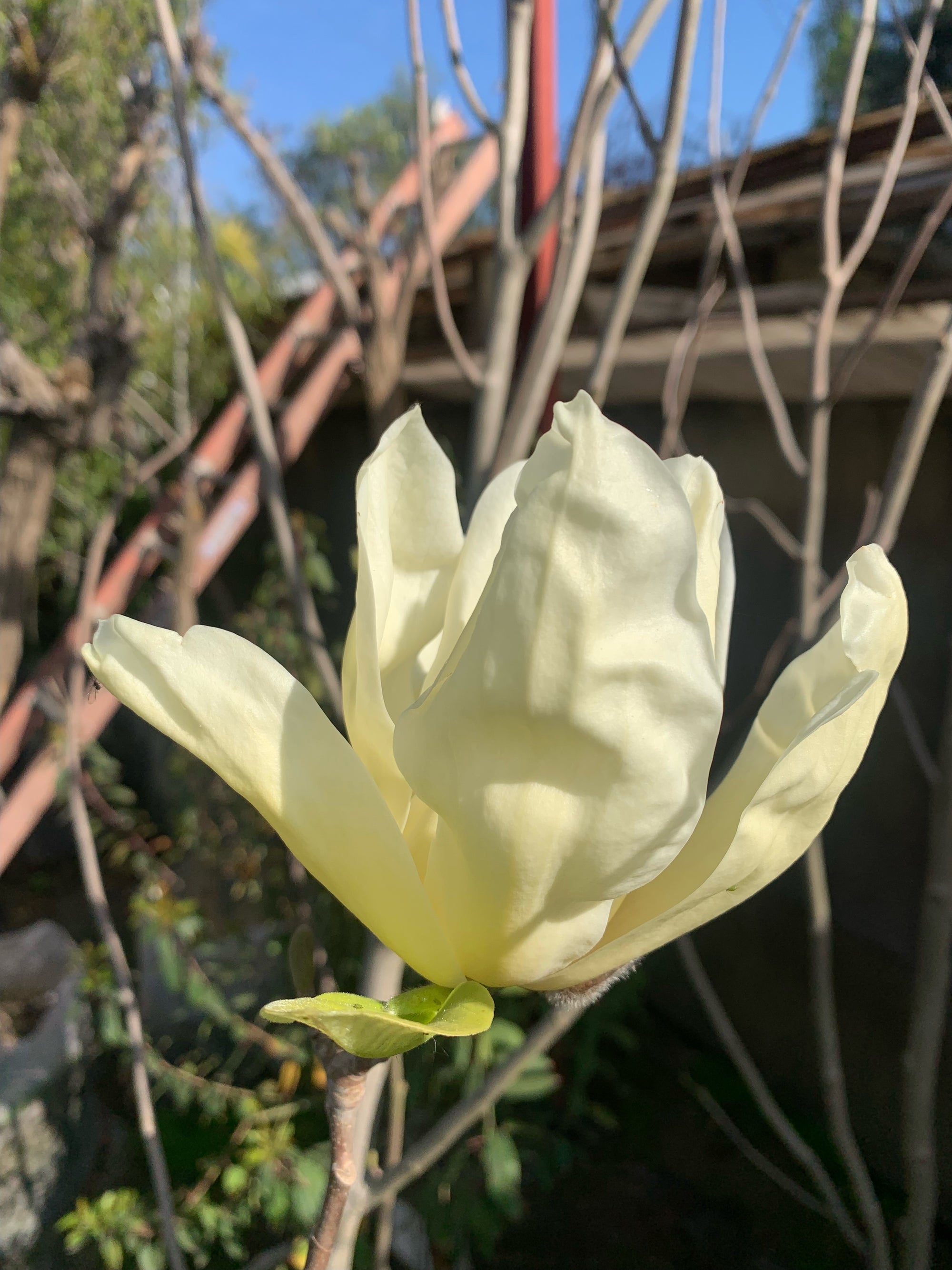 Magnolio Soulangeano - Magnolia soulangeano (amarillo) (1.3m)