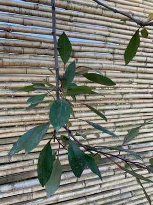 Manzano de Flor ( manzano ornamental ) - Malus floribunda