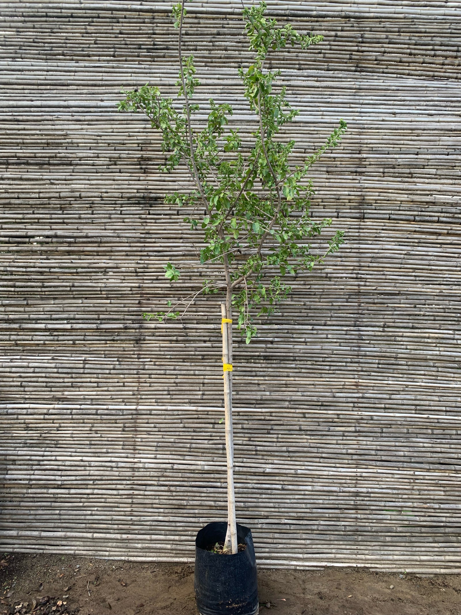 Molle - Schinus latifolius