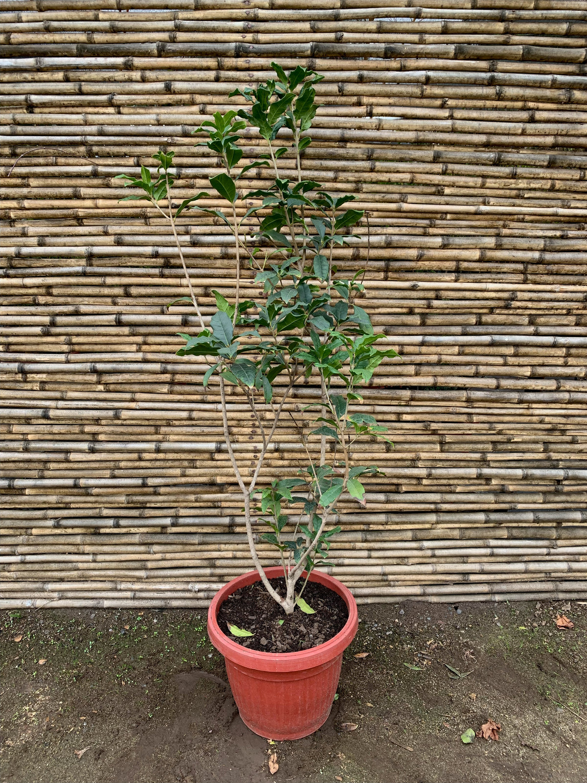 Osmanthus fragrans (1.2-1.5m)