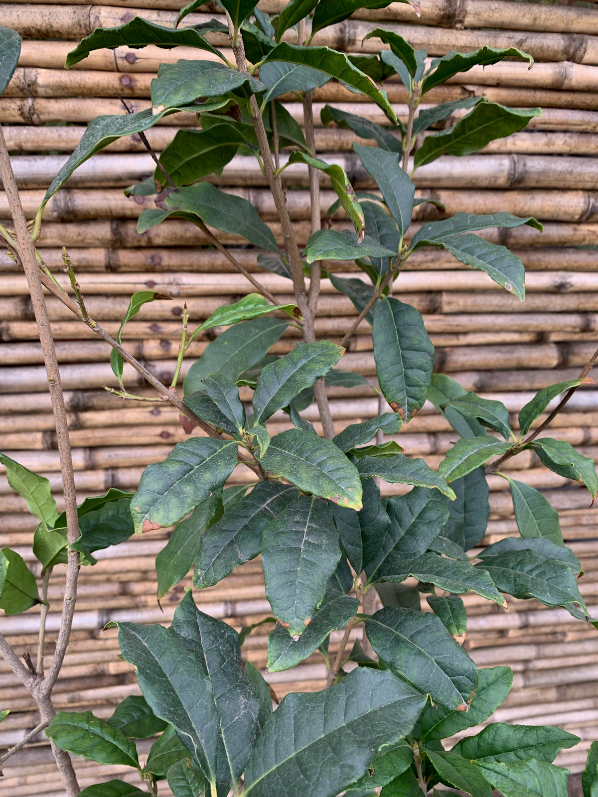 Osmanthus fragrans (1.2-1.5m)