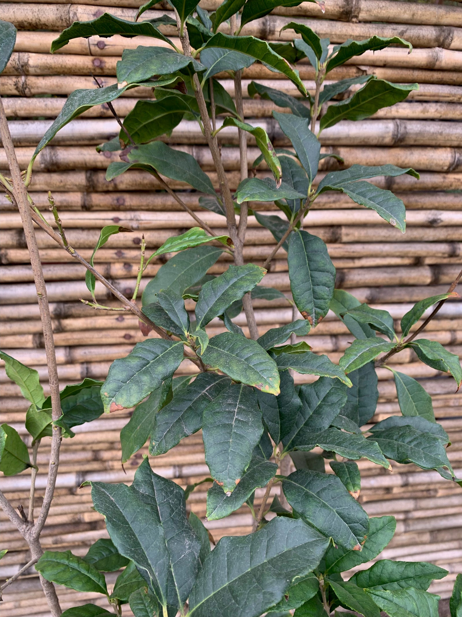 Osmanthus fragrans (1.2-1.5m)