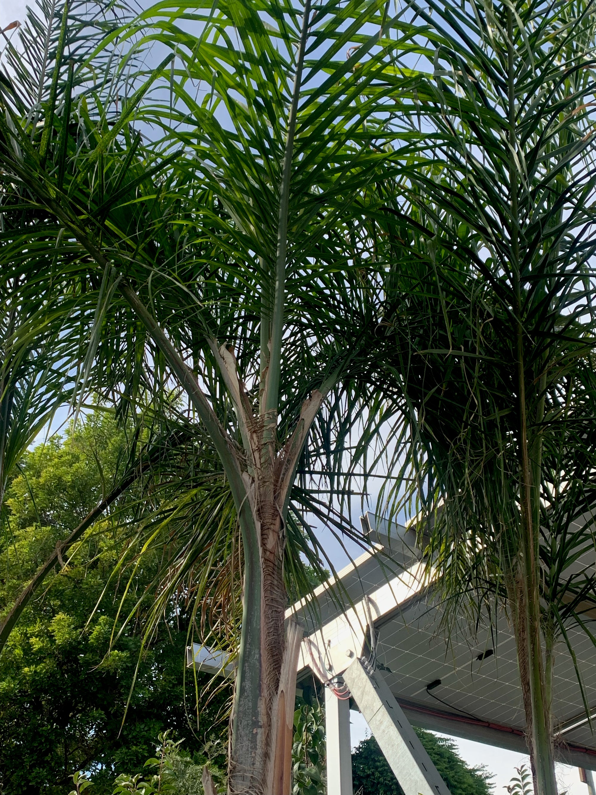 Palmera Cocos Plumosa - Syagrus romanzoffiana  (4.0-4.5m)