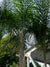 Palmera Cocos Plumosa - Syagrus romanzoffiana  (4.0-4.5m)