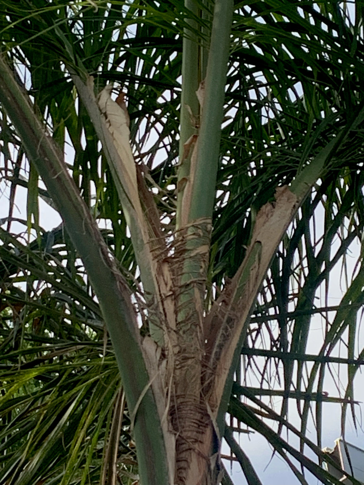 Palmera Cocos Plumosa - Syagrus romanzoffiana  (4.0-4.5m)