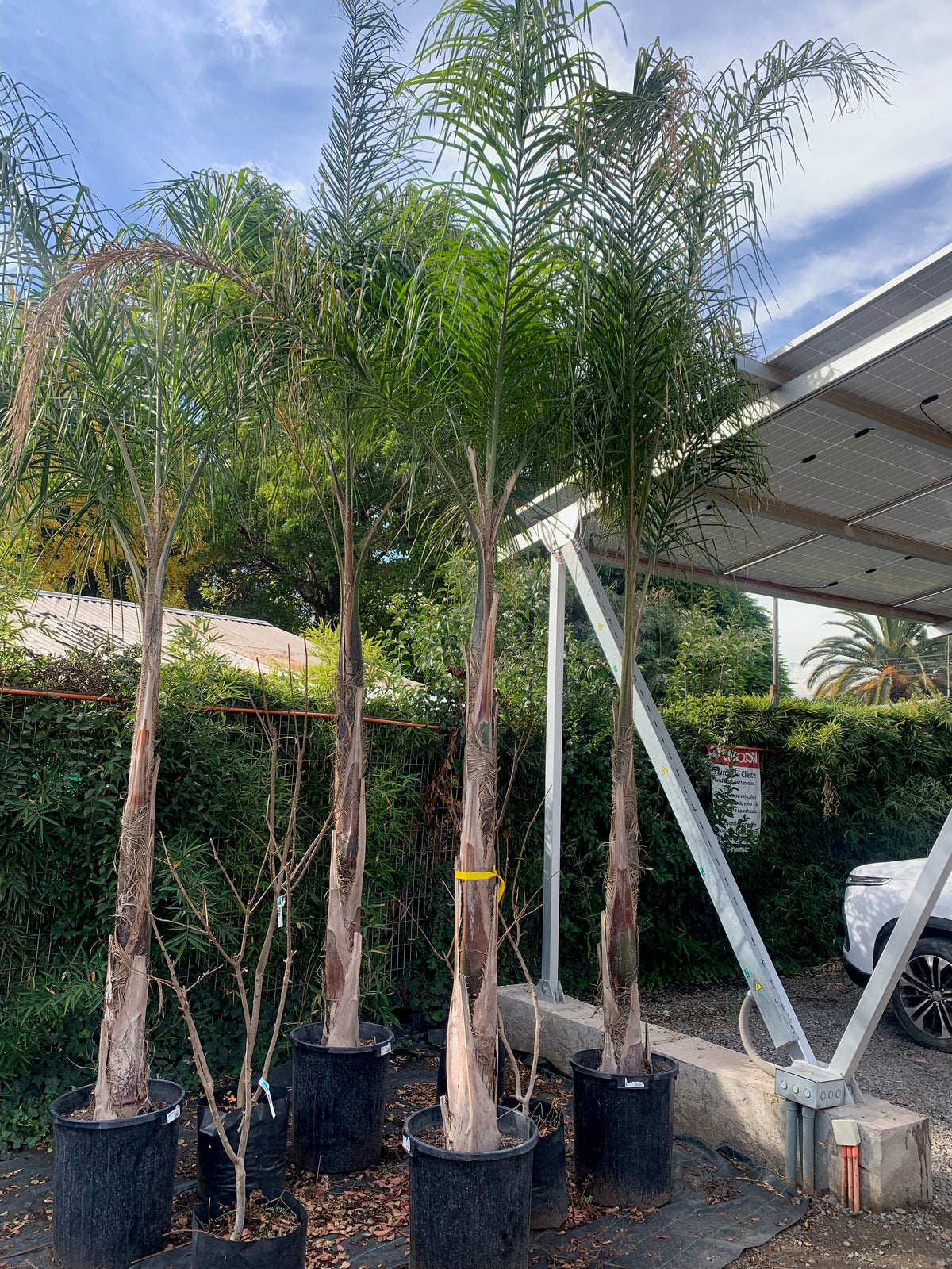 Palmera Cocos Plumosa - Syagrus romanzoffiana  (4.0-4.5m)