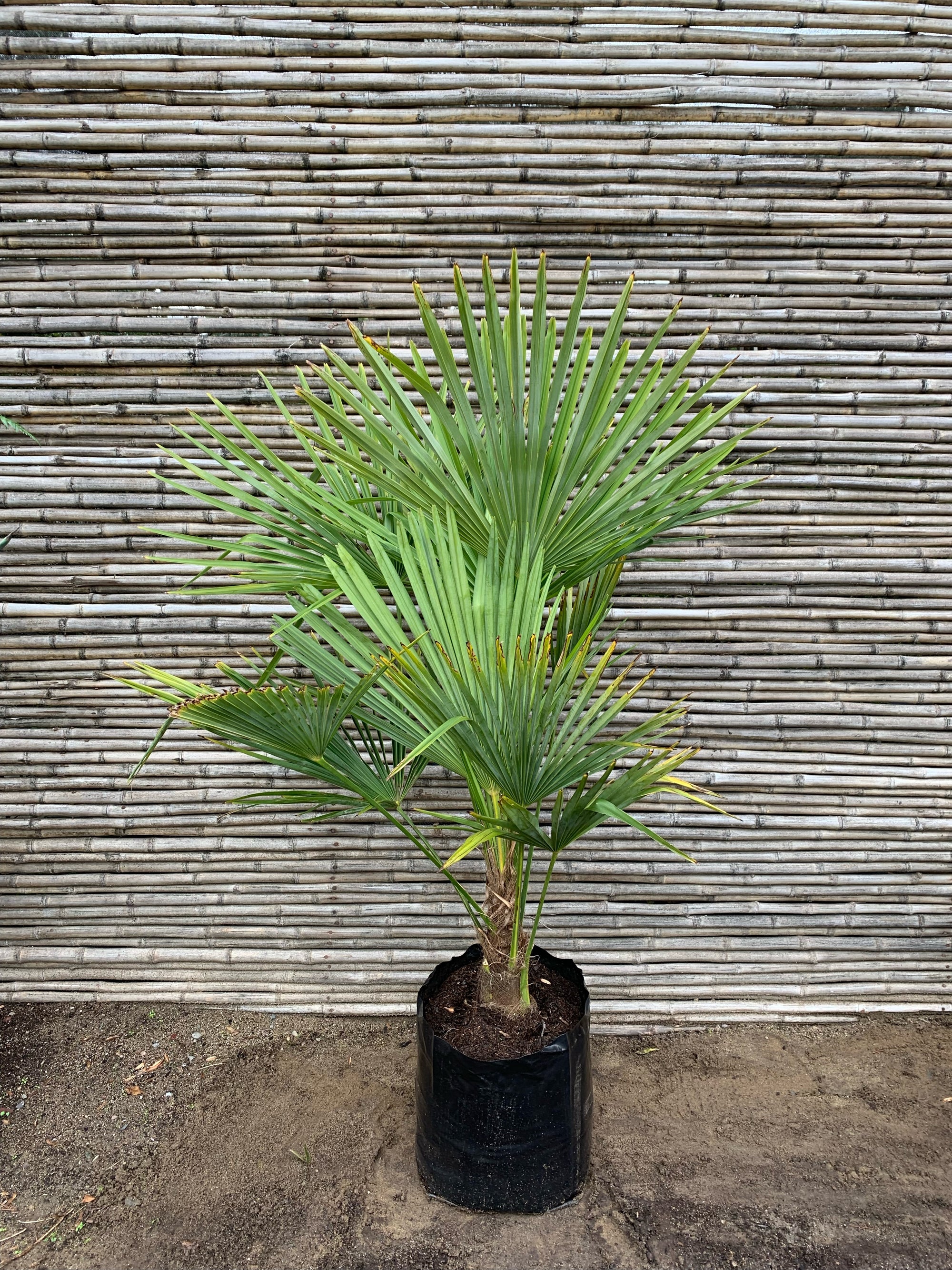 Palmera Trachicarpus  (1.2m)