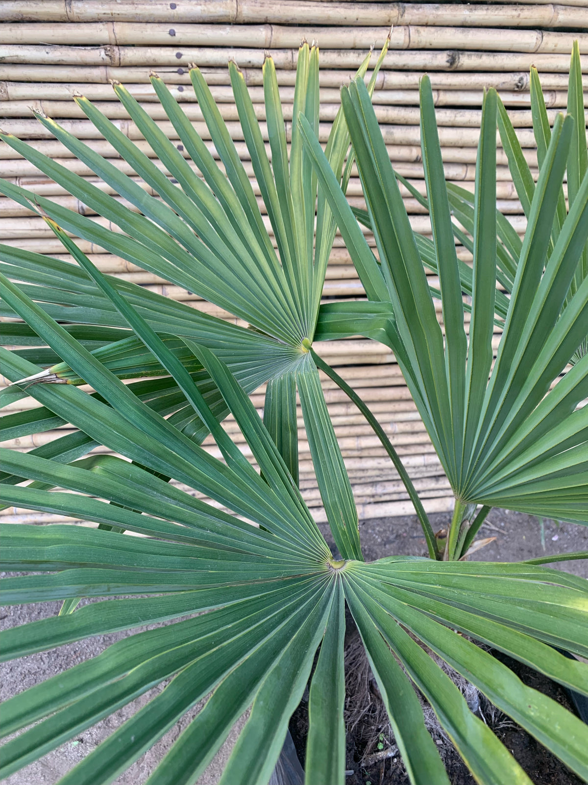 Palmera Trachicarpus  (0.5cm)