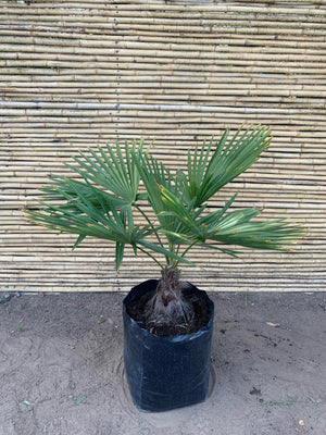 Palmera Trachicarpus