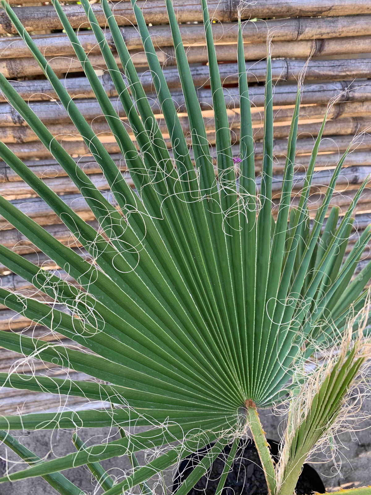 Palmera Washingtonia o Palmera de Abanico (0.6-0.8m)