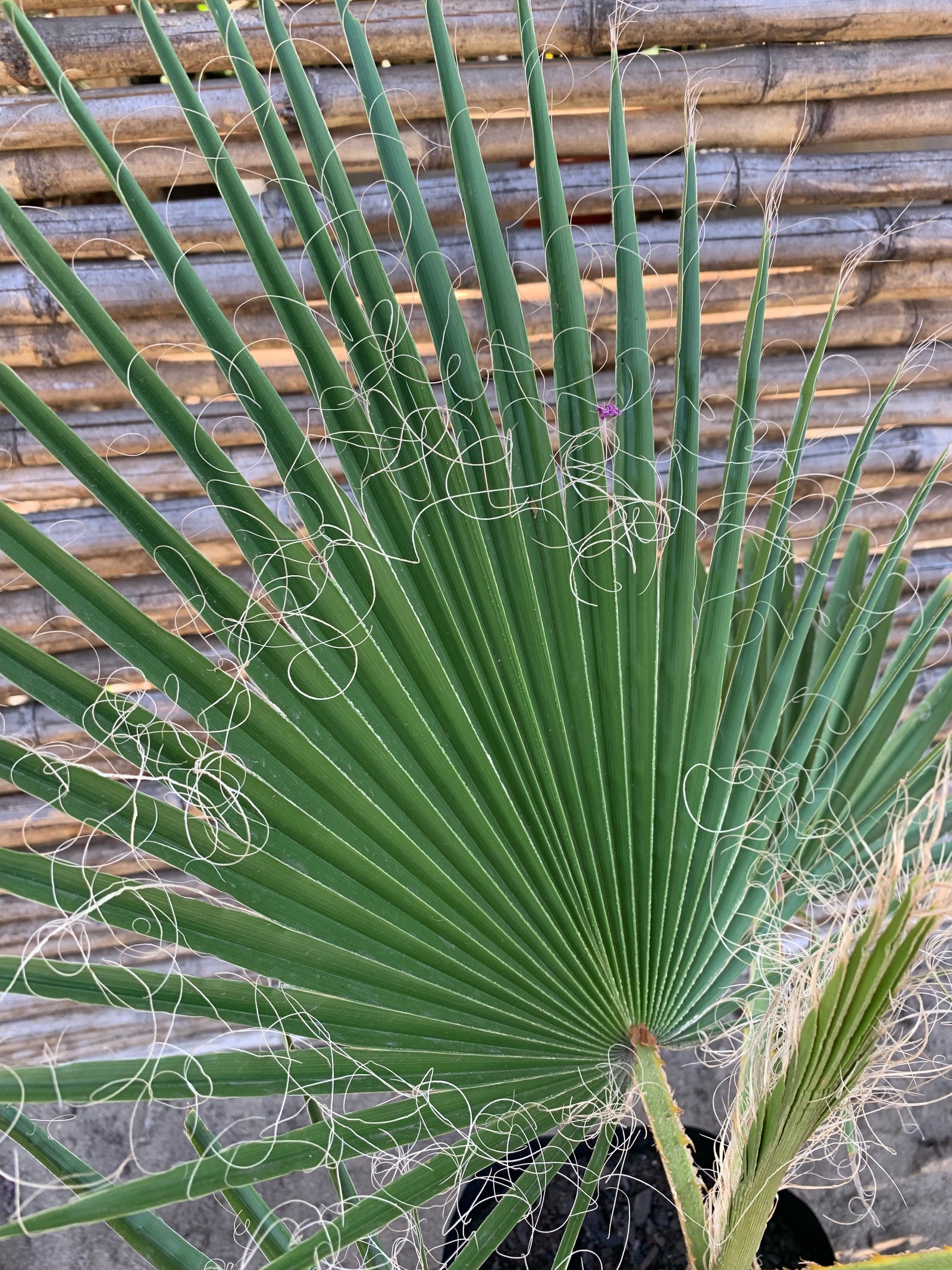 Palmera Washingtonia o Palmera de Abanico (0.6-0.8m)