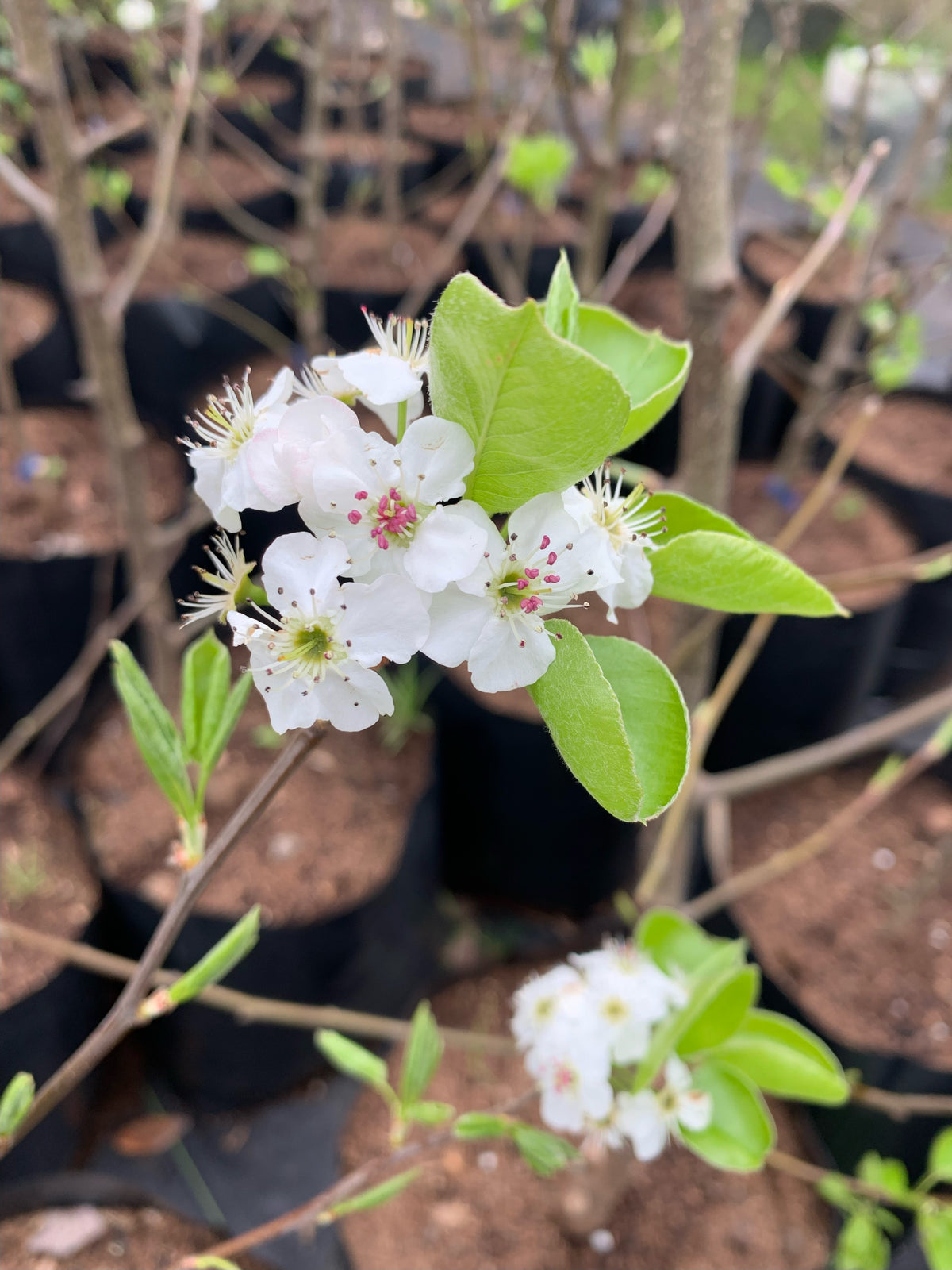 Peral de flor - Pyrus calleryana