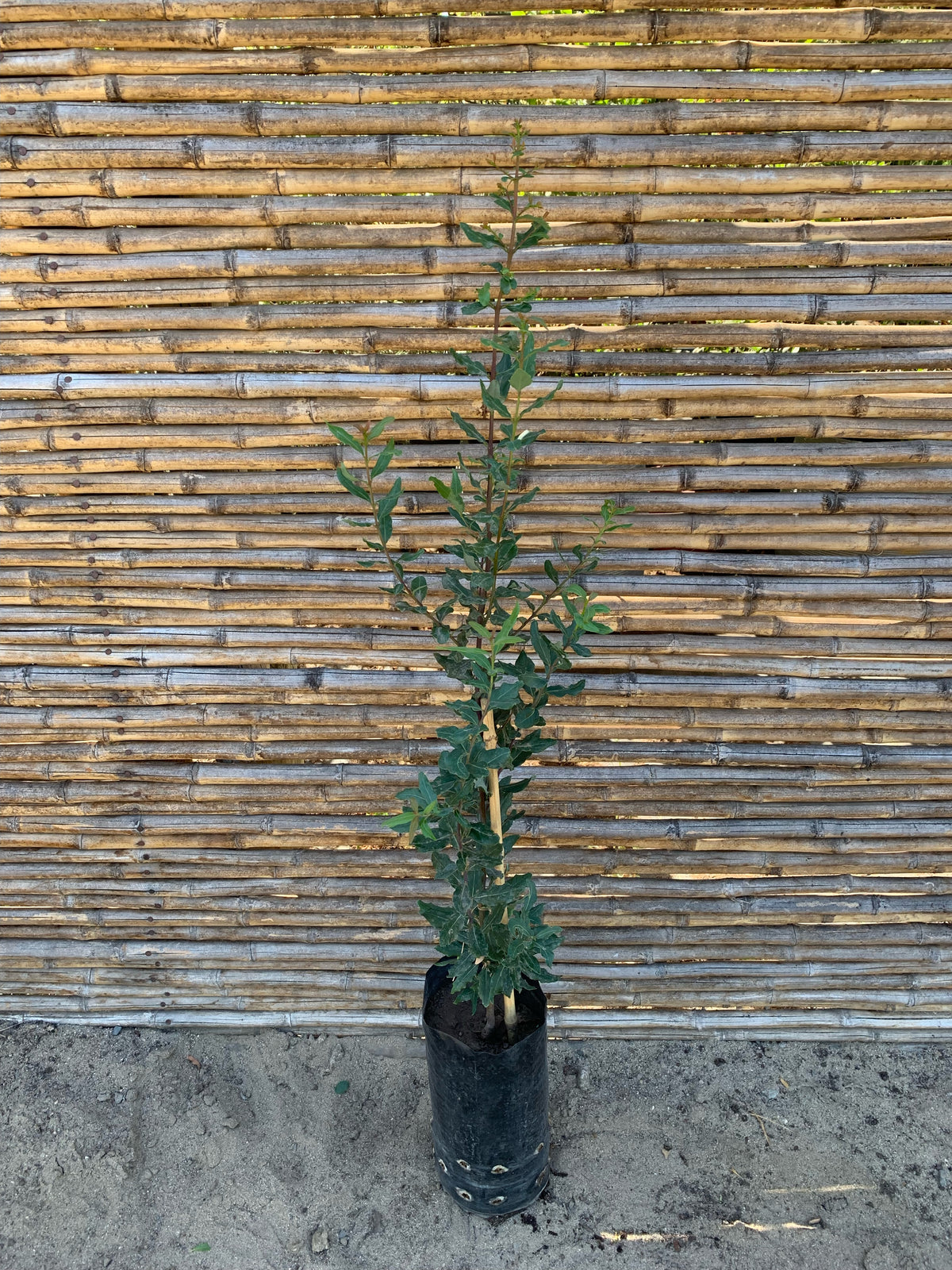 Peumo - Cryptocarya alba (0.8-1.0 m)