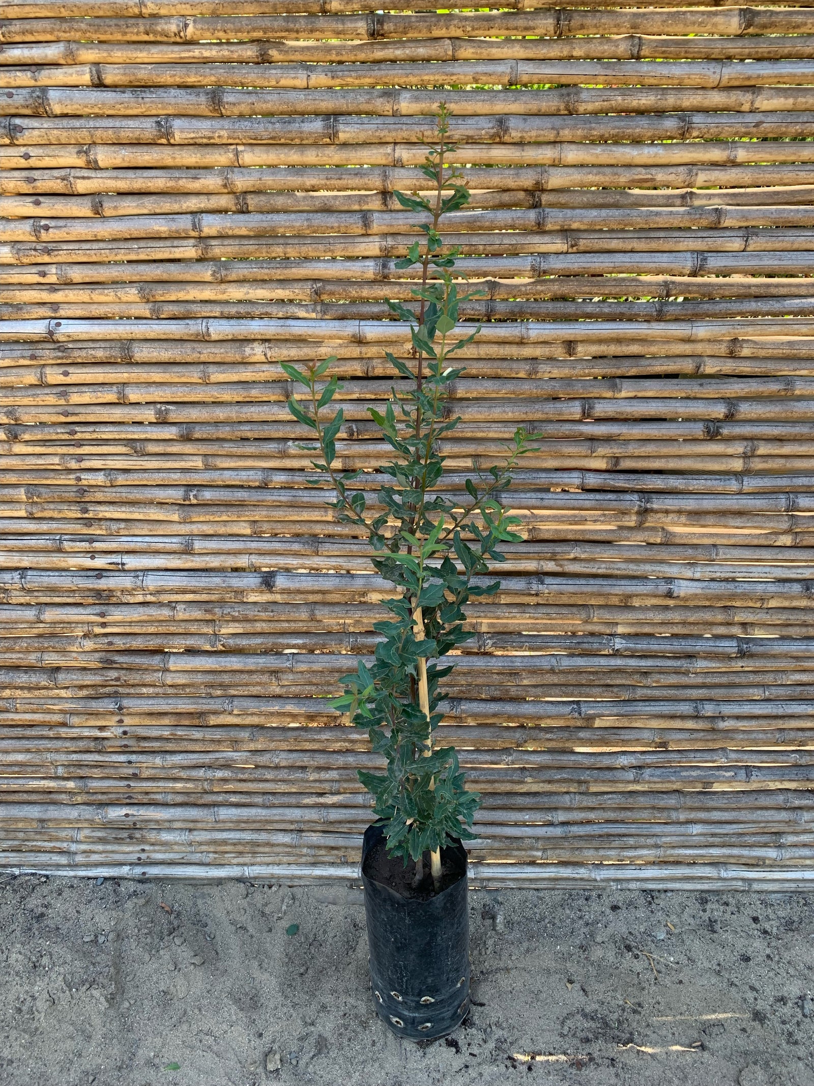 Peumo - Cryptocarya alba (0.8-1.0 m)