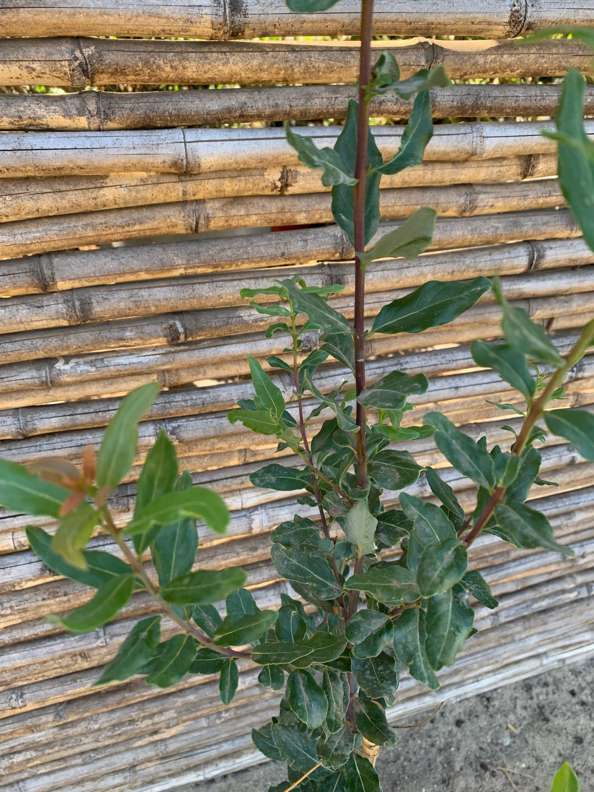 Peumo - Cryptocarya alba (0.8-1.0 m)