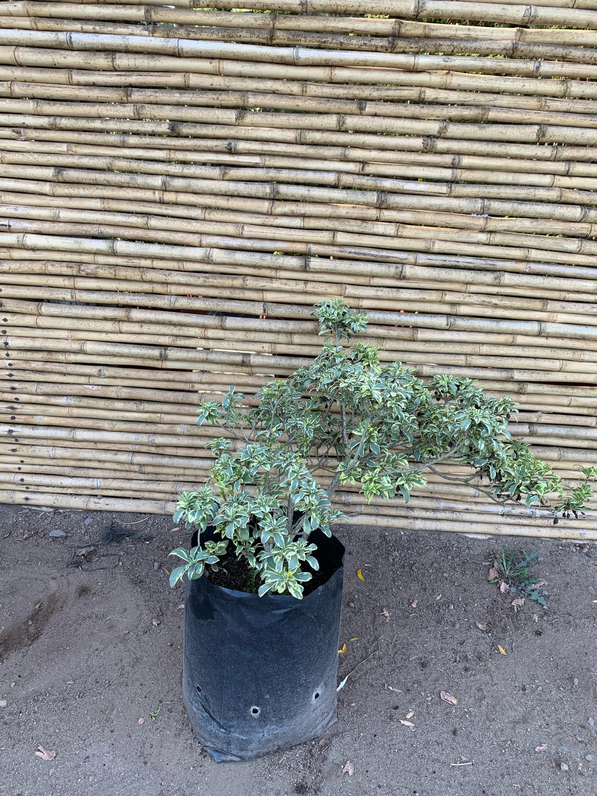 Pitosporo Tobira Argentino Variegado