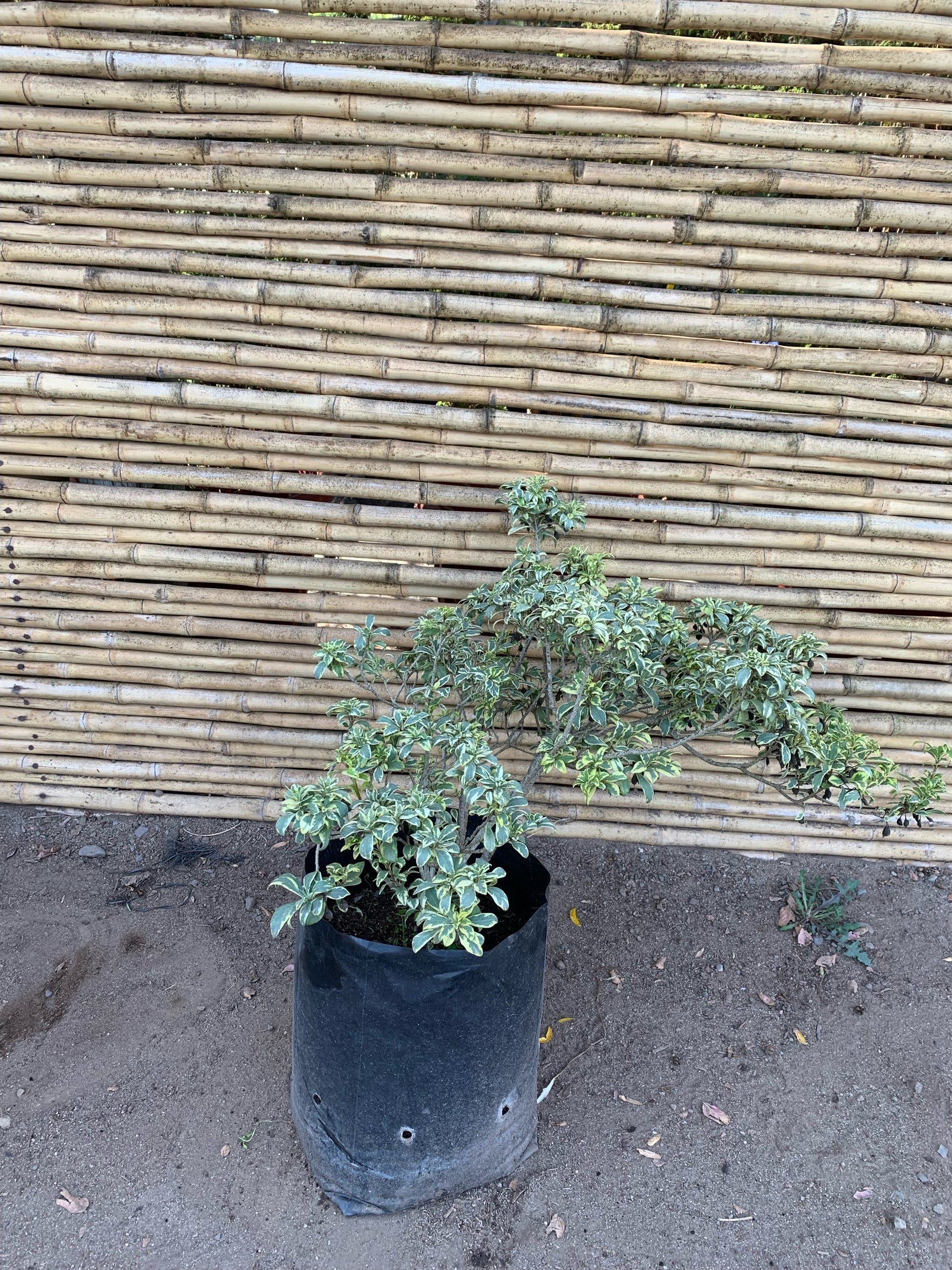 Pitosporo Tobira Argentino Variegado