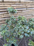 Pitosporo Tobira Argentino Variegado