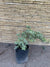 Pitosporo Tobira Argentino Variegado