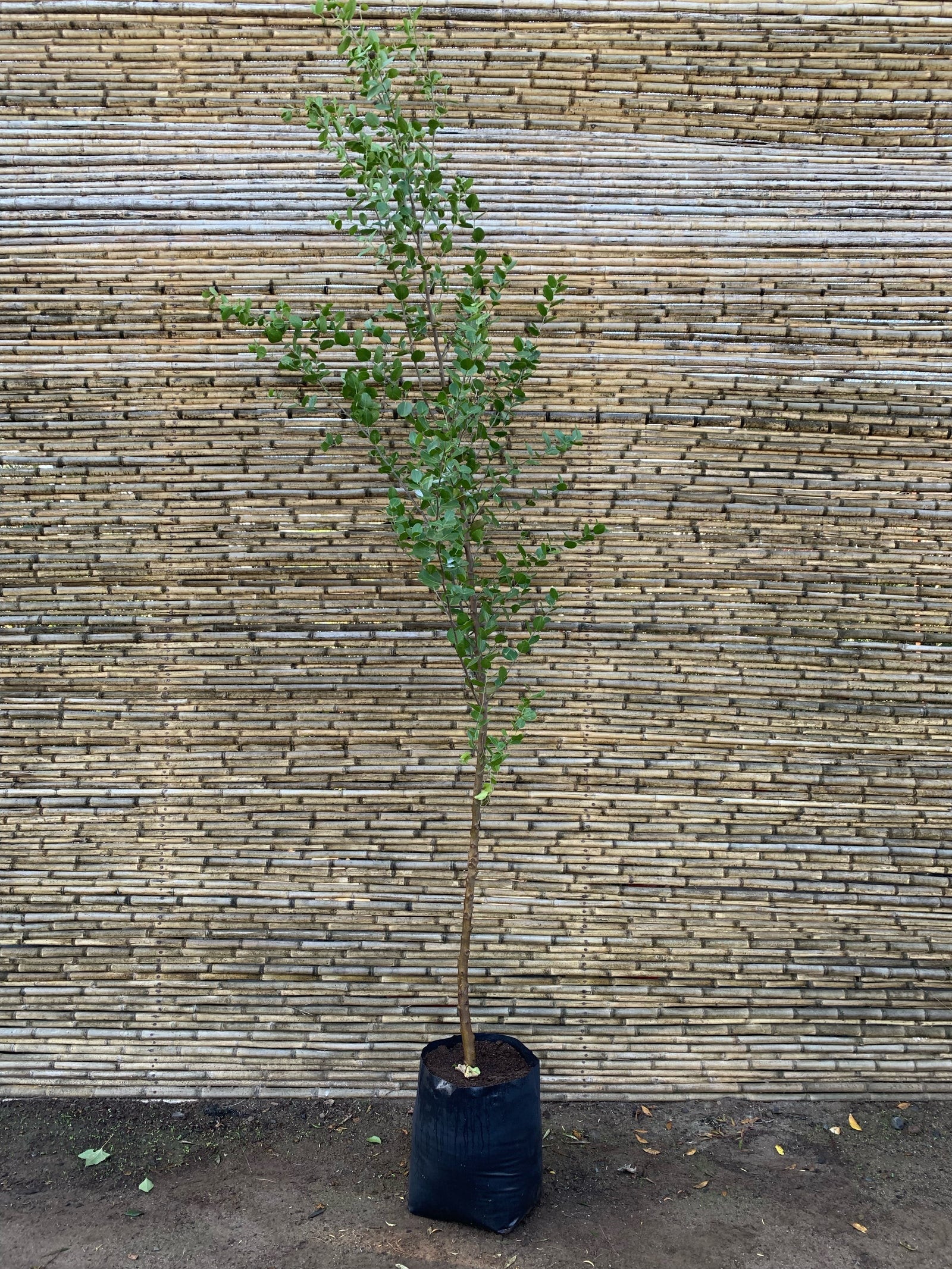 Quillay - Quillaja saponaria (2.0 m)