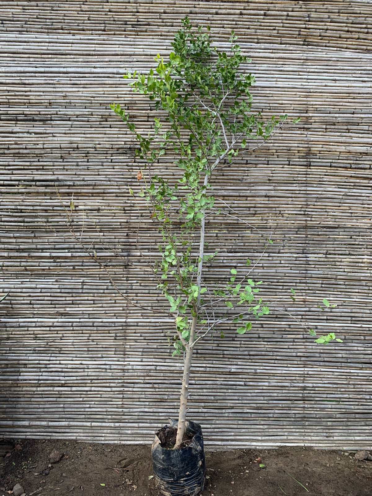 Quillay - Quillaja saponaria (2.7-3.0m)