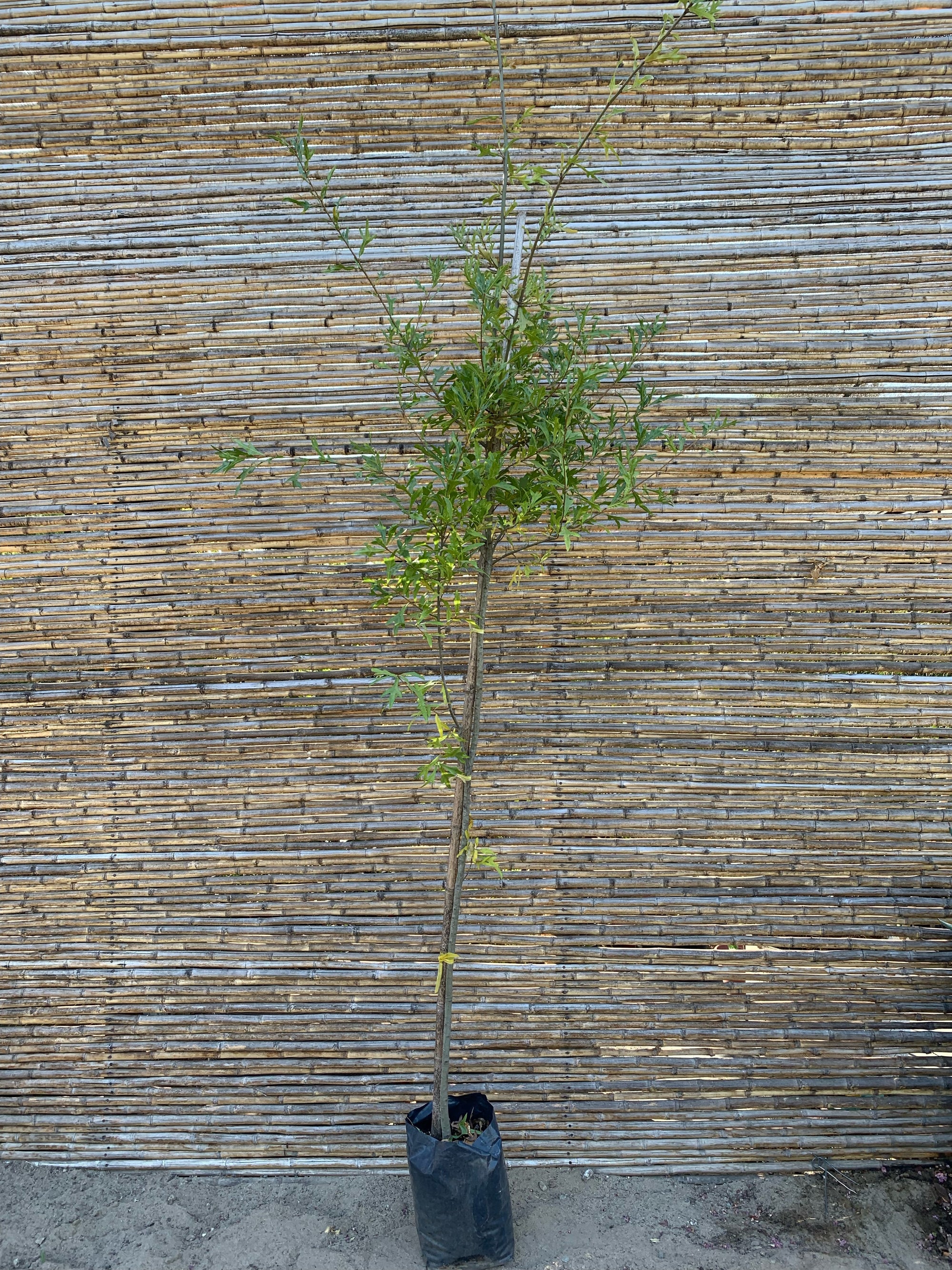 Roble Américano - Quercus rubra(1)