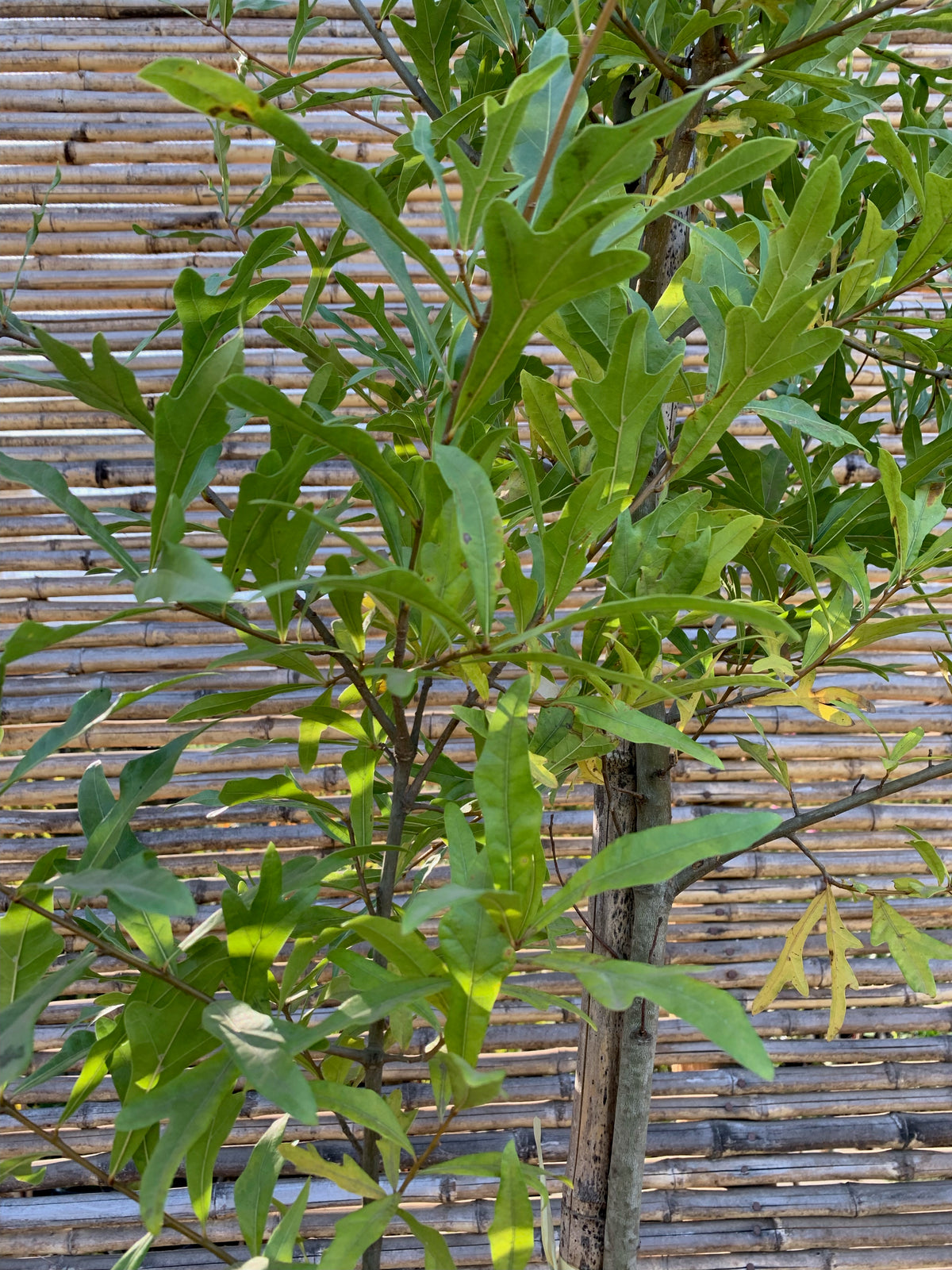 Roble Américano - Quercus rubra(1)