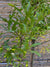 Roble Américano - Quercus rubra(1)
