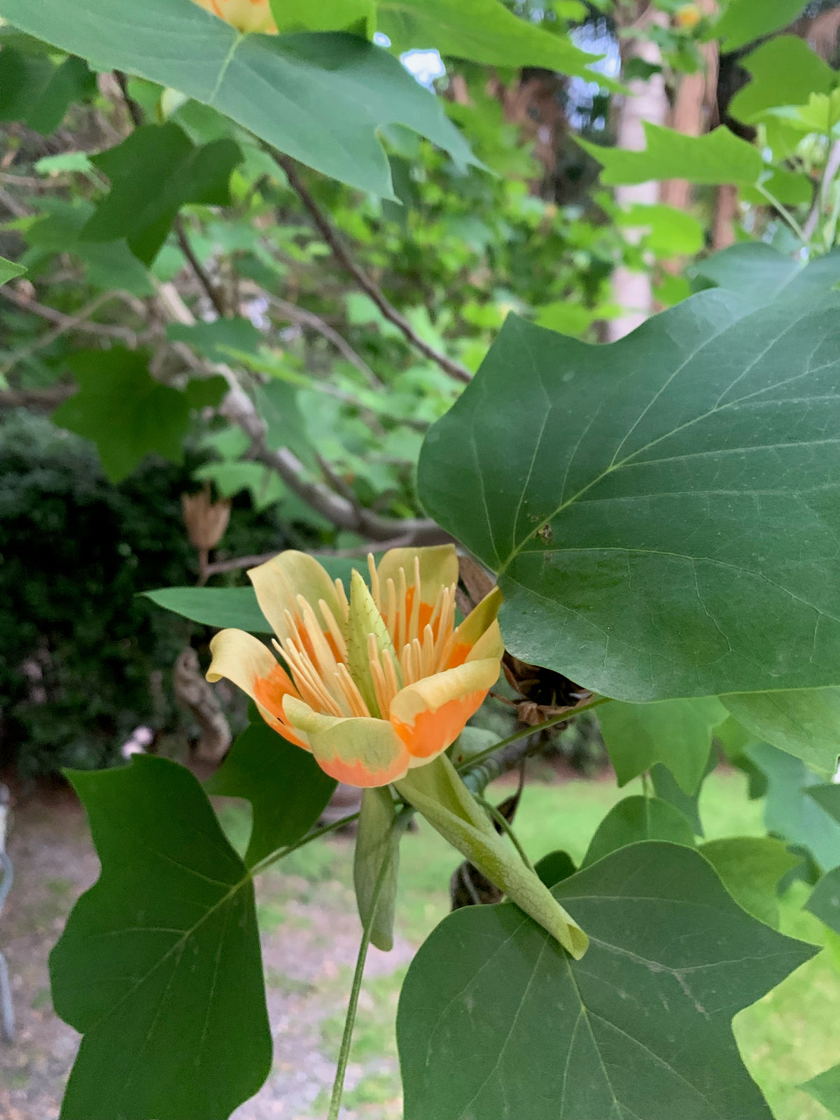 Tulipero - Liriodendron