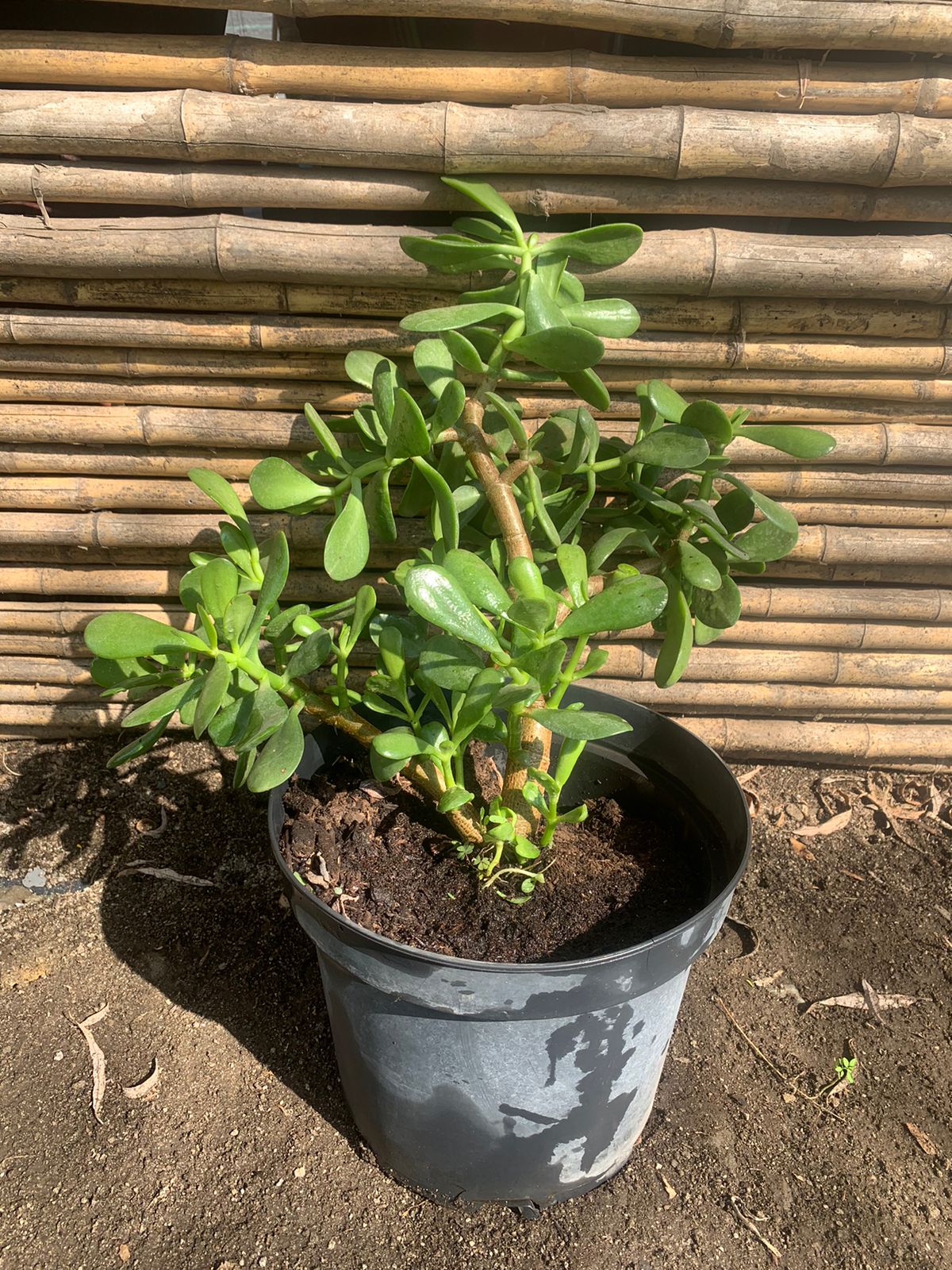 Árboles del Jade