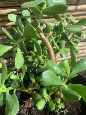 Árboles del Jade