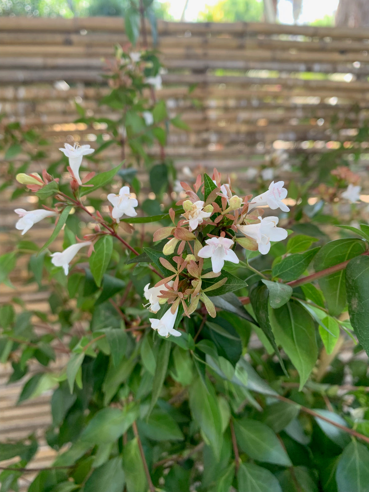 Abelia Arbustiva - Abelia Grandifolia