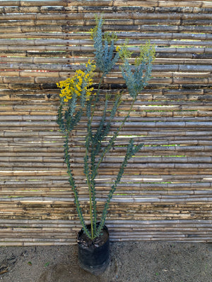 Acacia Cultriformis