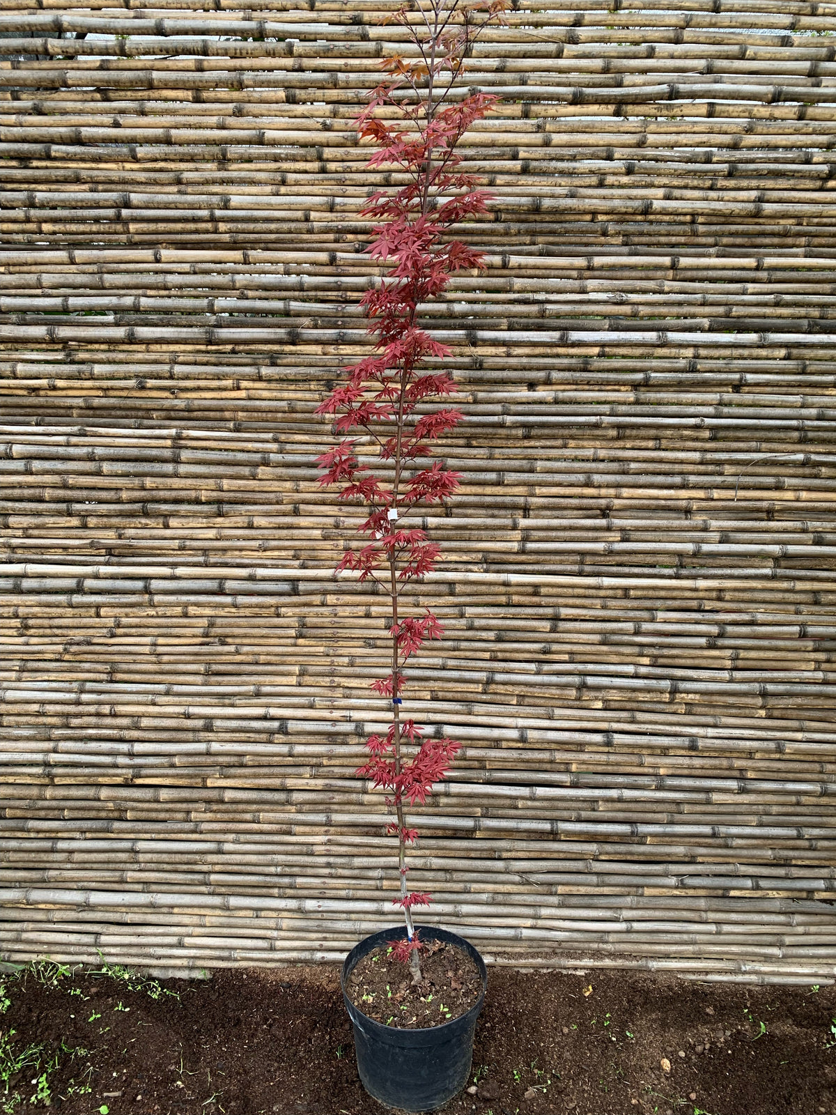 Acer palmatum "Skeeters Broom"