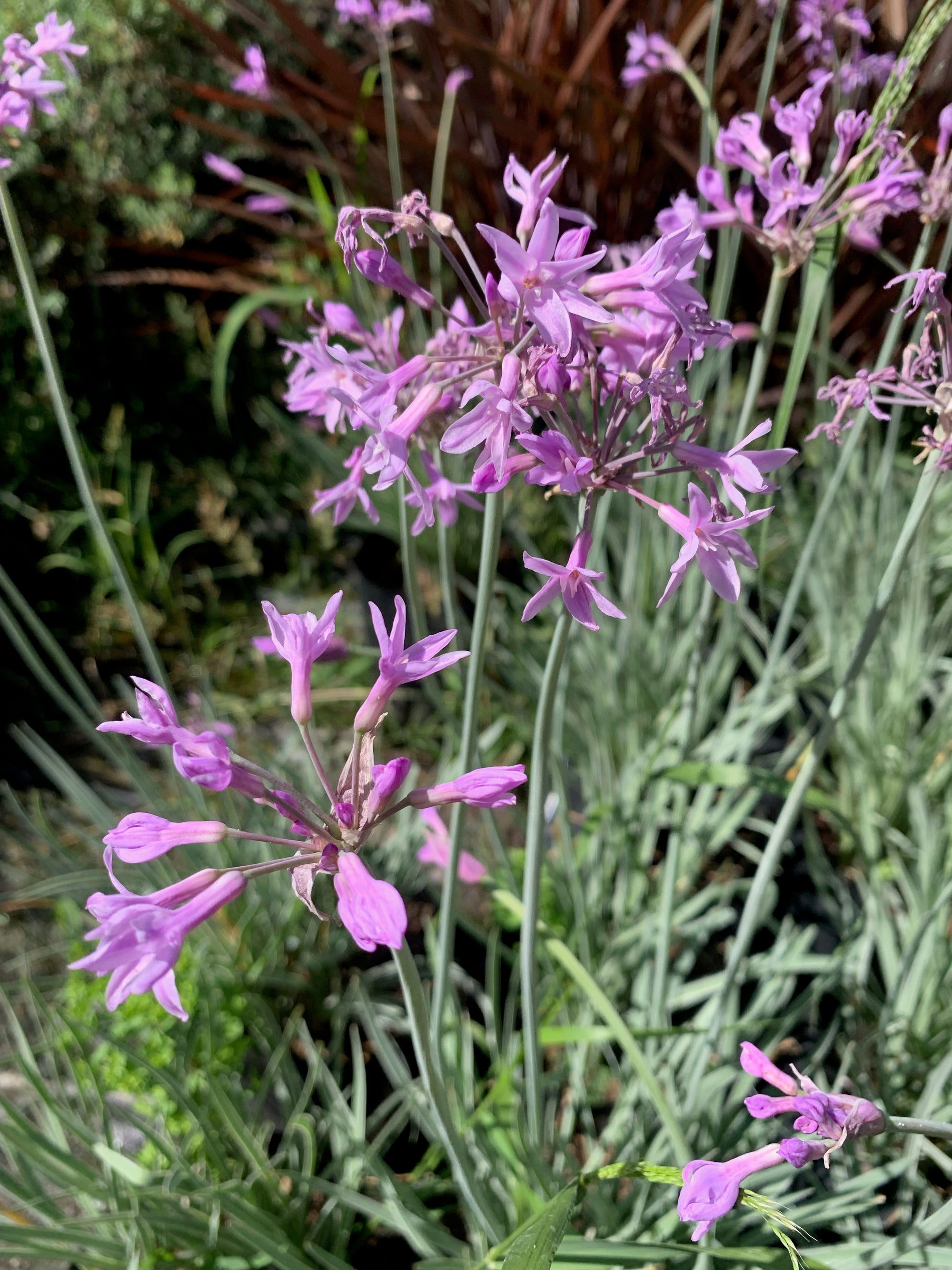 Allium Variegado (flor Lila)