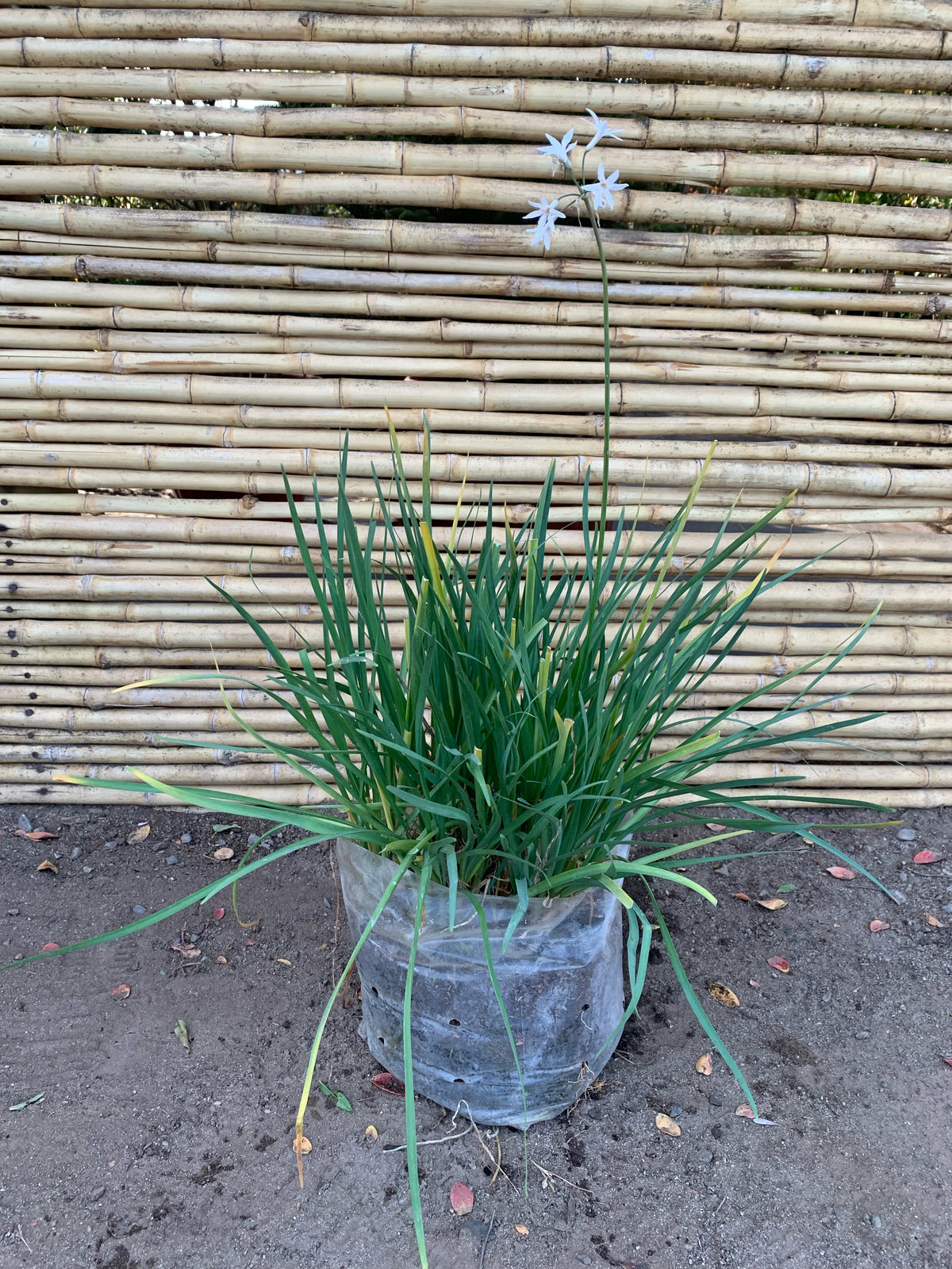 Allium ( flor blanca )