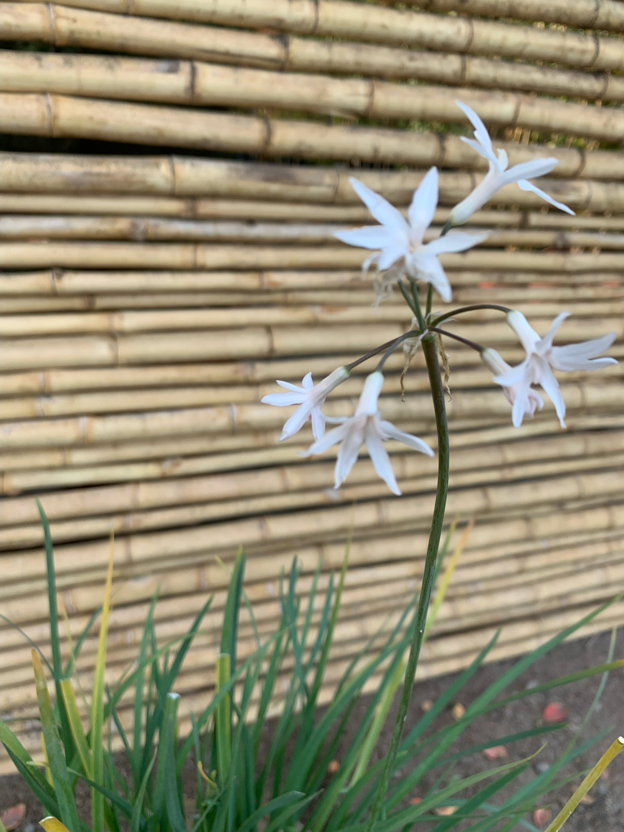 Allium ( flor blanca )